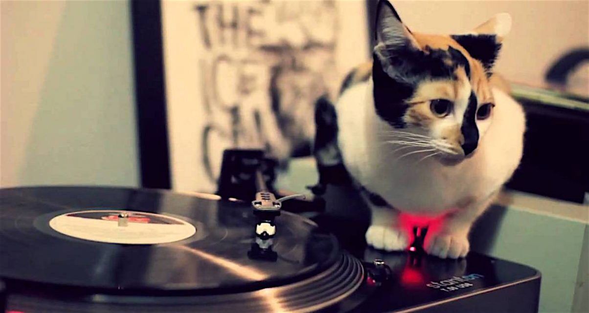 cat